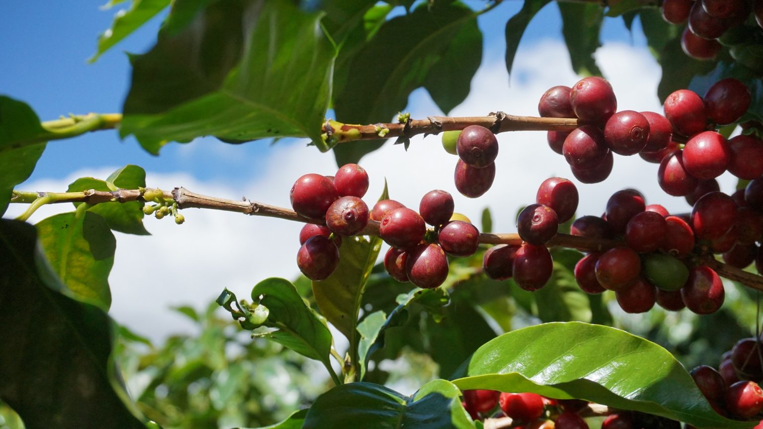 arabica-caudat-medium-roast-500g-sieuthicafe-03