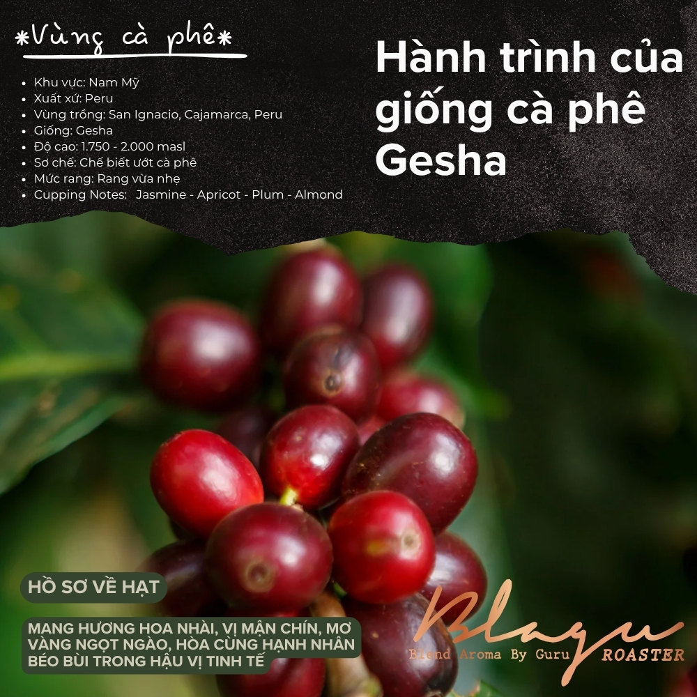 Khám phá những vùng trồng Gesha nổi bật tại Peru